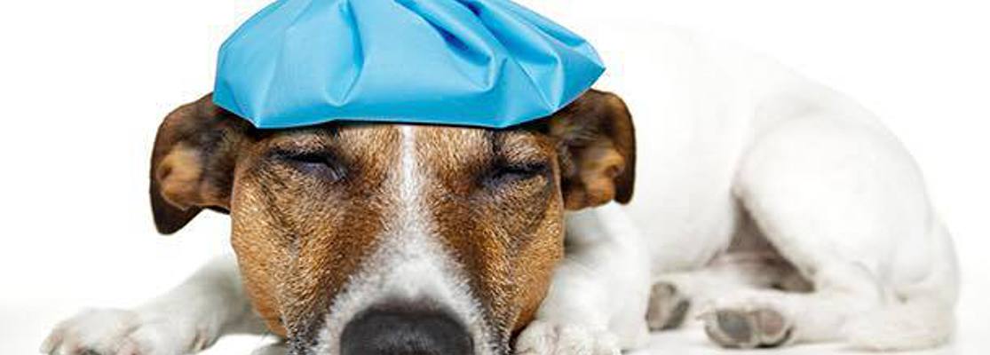 В Запорожье эпидемия чумы или зачем вакцинировать собак