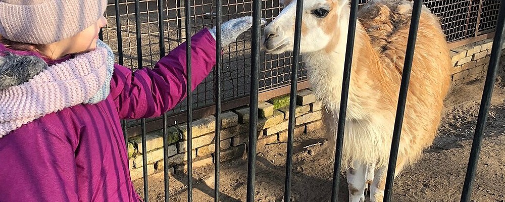 На запорожской детской железной дороге хотят расформировать зооуголок